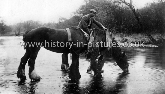 Horses take a drink at the Brook. c.1920's